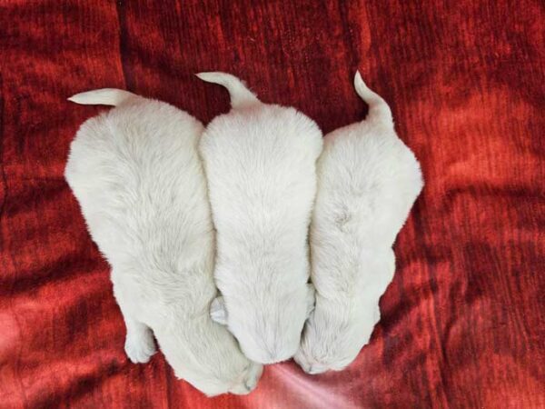 Kala & Quest's Litter 2024 - Image 2