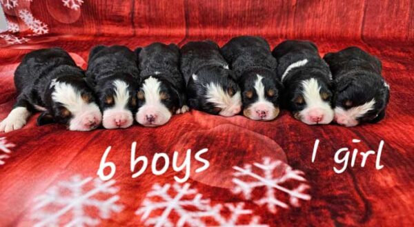 Halo & Winston's Litter 2024