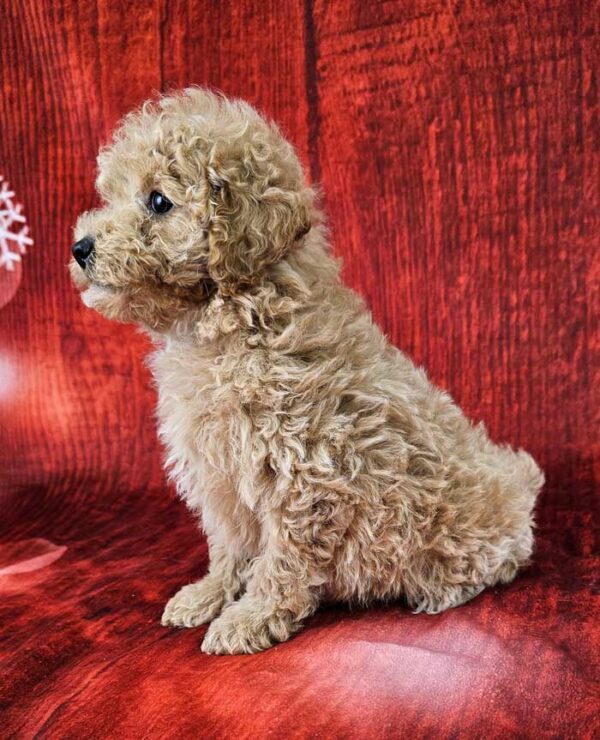 Clifford - Image 3