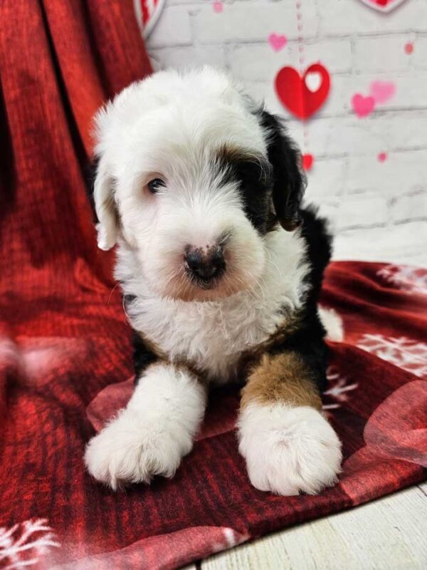 Murphy - Image 2