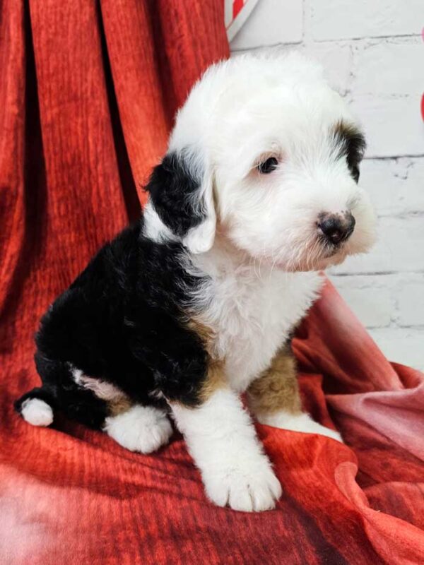 Murphy - Image 3