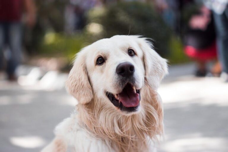 English Cream Golden Retrievers