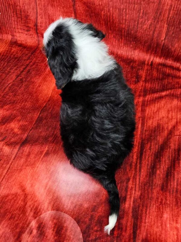 Riley - Image 4