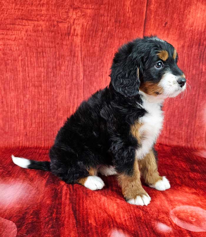 Bernedoodles Deals Miniature Bernese Mountain Dog Puppies For Sale