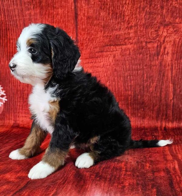 Riley - Image 3