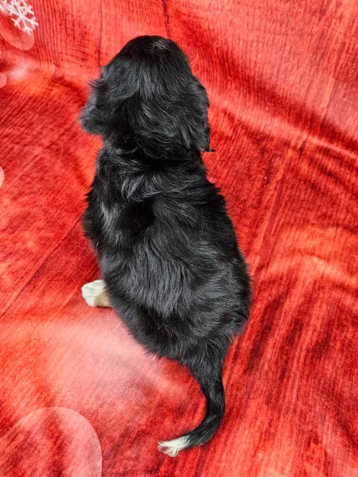 Get Ready To Fall In Love Mini Bernedoodle Puppies For Sale - ivb8rod