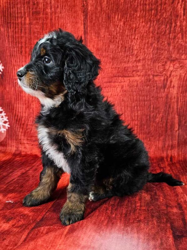 Reggie - Image 3