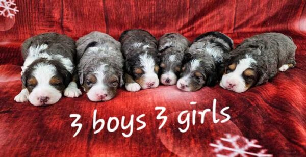 Lexie & Denali's Litter 2024