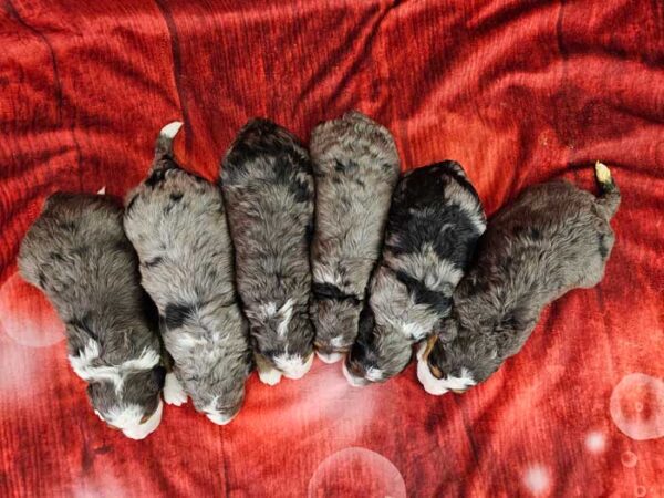 Lexie & Denali's Litter 2024 - Image 2