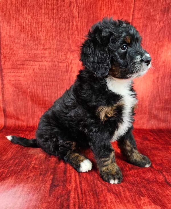 Remy - Image 2