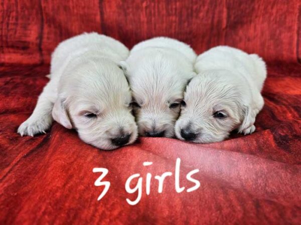Kala & Quest's Litter 2024