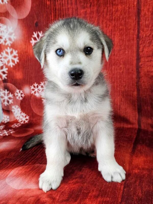 Archie