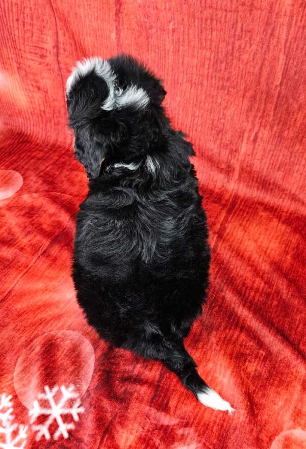 Tobi - Image 5