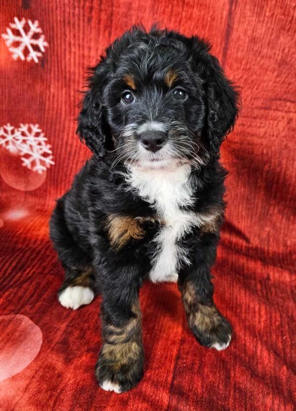 Remy