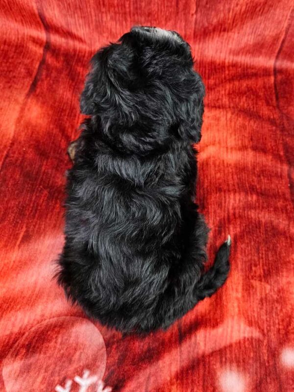 Reggie - Image 4