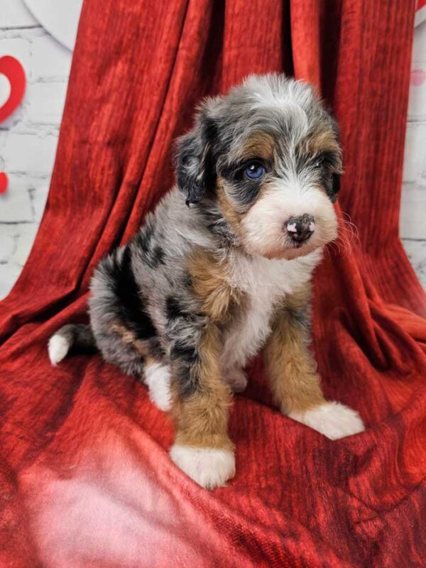 Maddie - Image 2