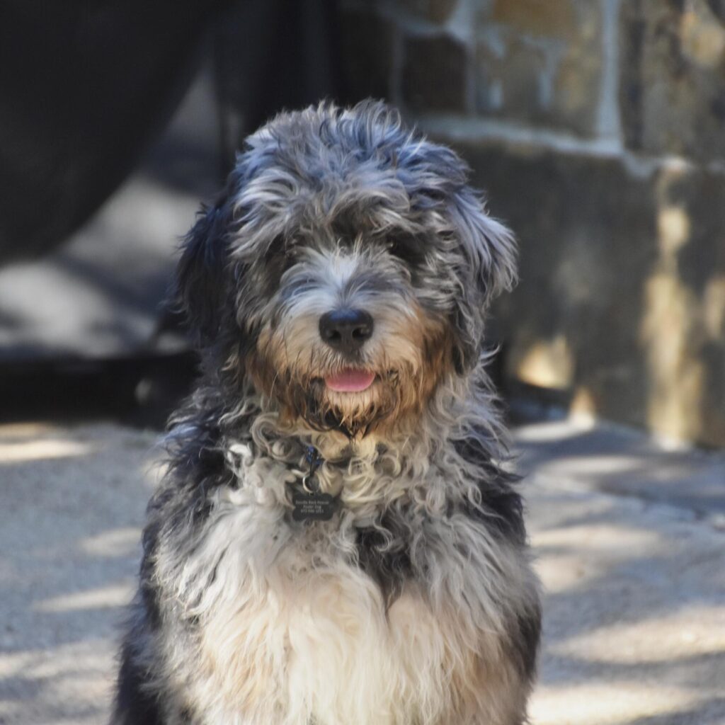 mini Bernedoodles