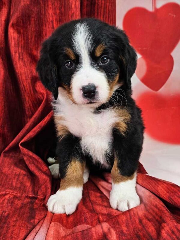 Harper