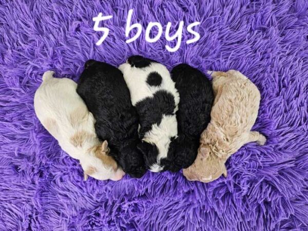 Glory & Rodger's Litter 2024 - Image 2