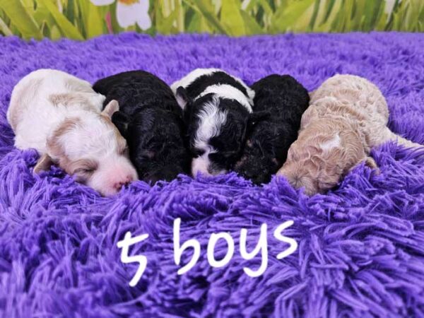 Glory & Rodger's Litter 2024