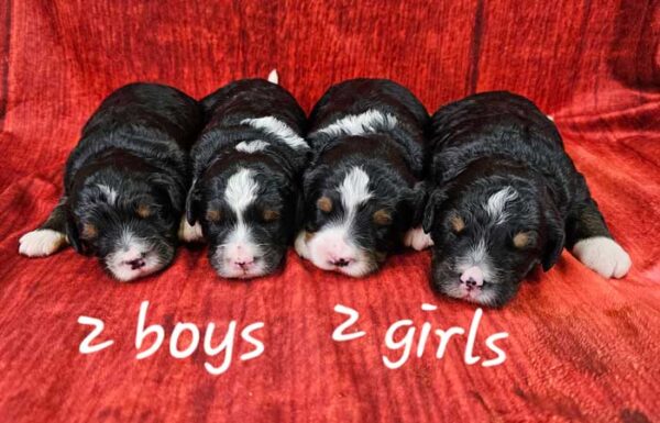 Sayena & Dreamer's Litter 2024
