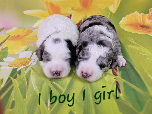Bailey & Diamond's Litter 2024