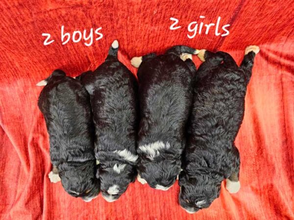 Sayena & Dreamer's Litter 2024 - Image 2