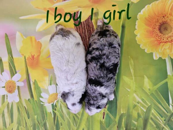 Bailey & Diamond's Litter 2024 - Image 2