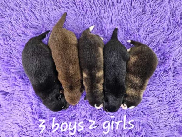 Chloe & Trevor's Litter 2024 - Image 2