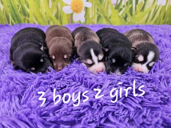 Chloe & Trevor's Litter 2024