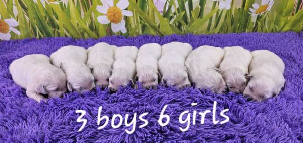 Gracie & Sport's Litter 2024