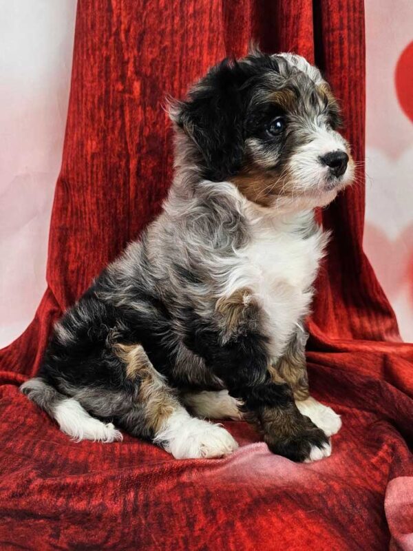 Dottie - Image 2