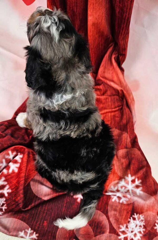 Dottie - Image 4