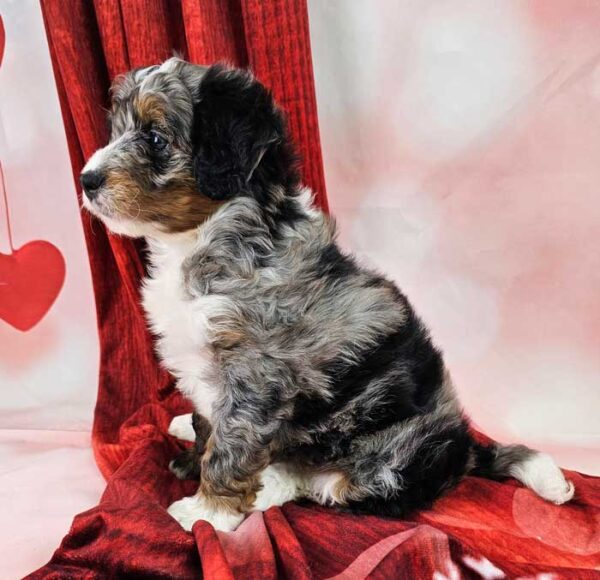 Dottie - Image 3