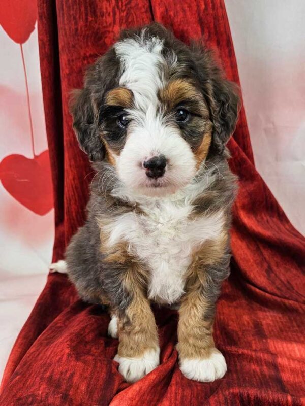 Daisy