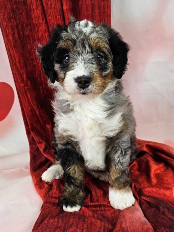 Dottie