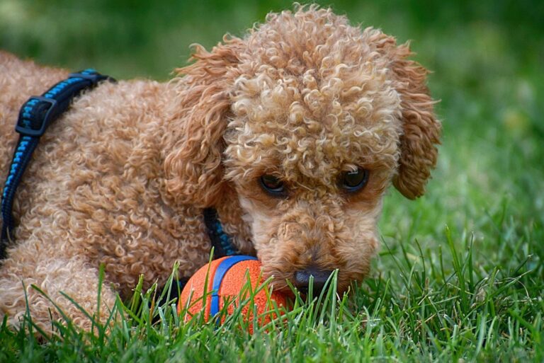 mini poodle puppies