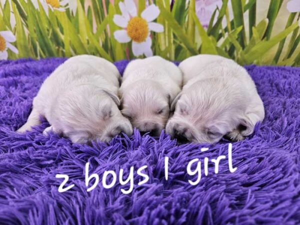Ginger & Sport's Litter 2024