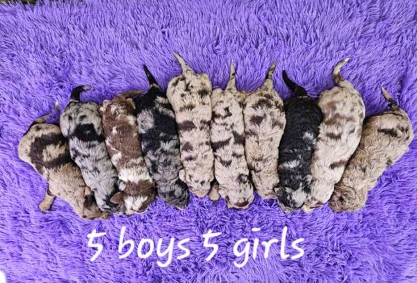 Penny & Bow's Litter 2024 - Image 2