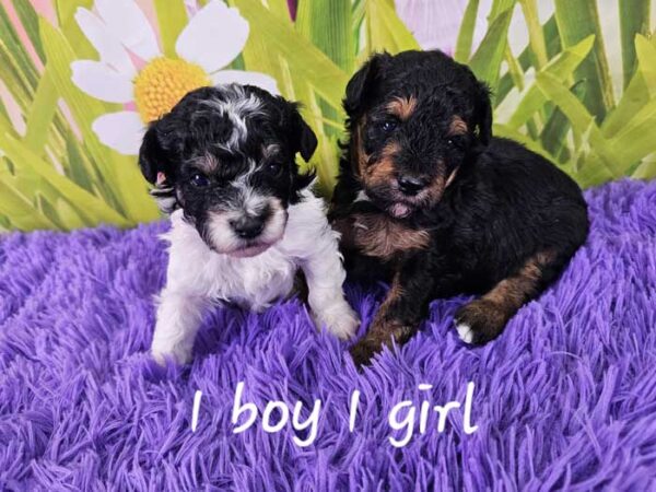 Cher & Rodger's Litter 2024