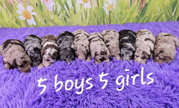 Penny & Bow's Litter 2024