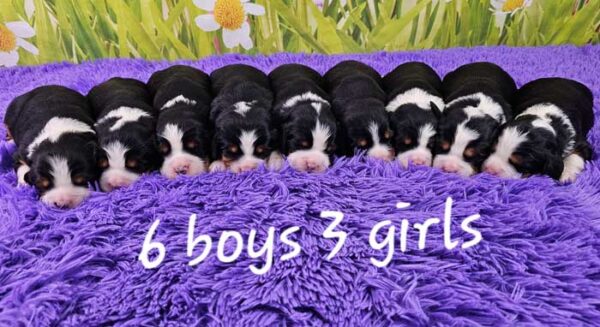 Marlee & Max's Litter 2024