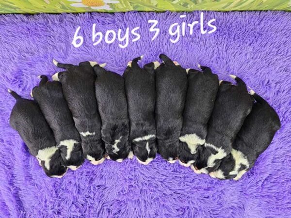 Marlee & Max's Litter 2024 - Image 2