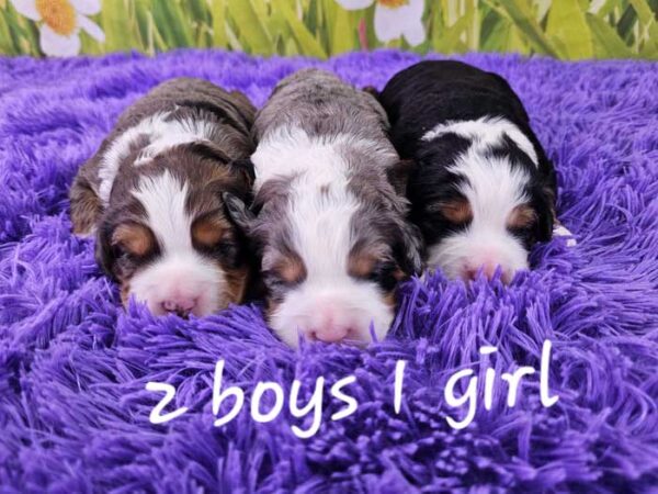 Gina & Diamond's Litter 2024
