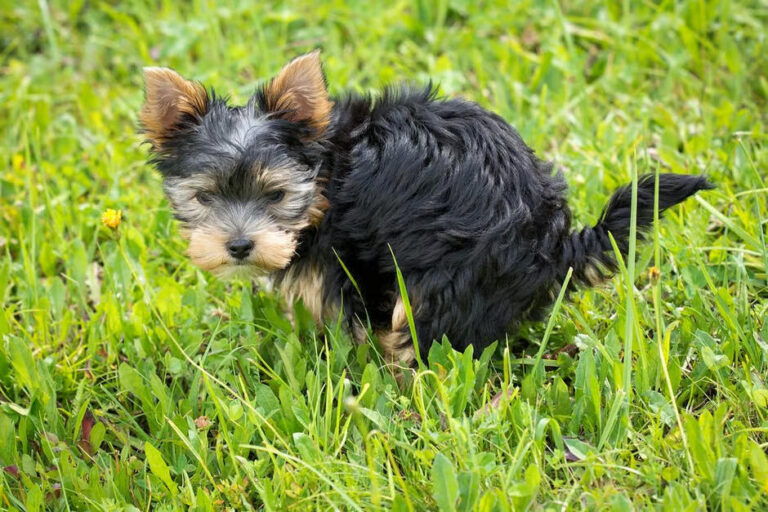 puppy potty schedule