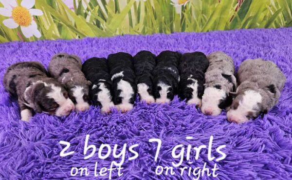 Tessa & Cobalt's Litter 2024