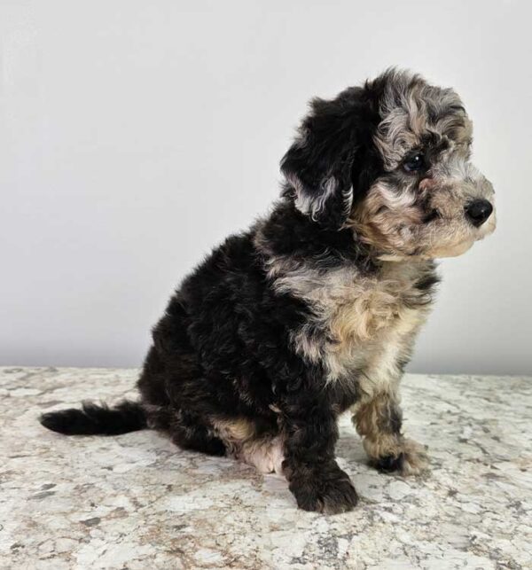 Bailey - Image 2