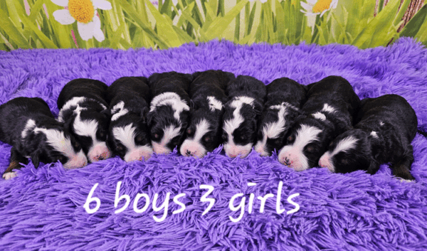Lady & Dreamer's Litter 2024