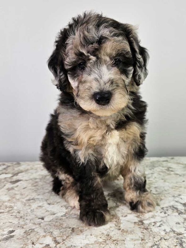 Bailey