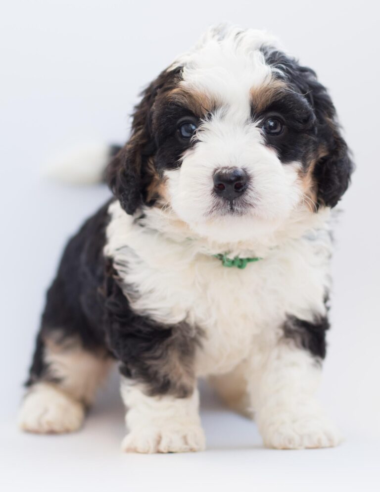 Bernedoodle Care Tips